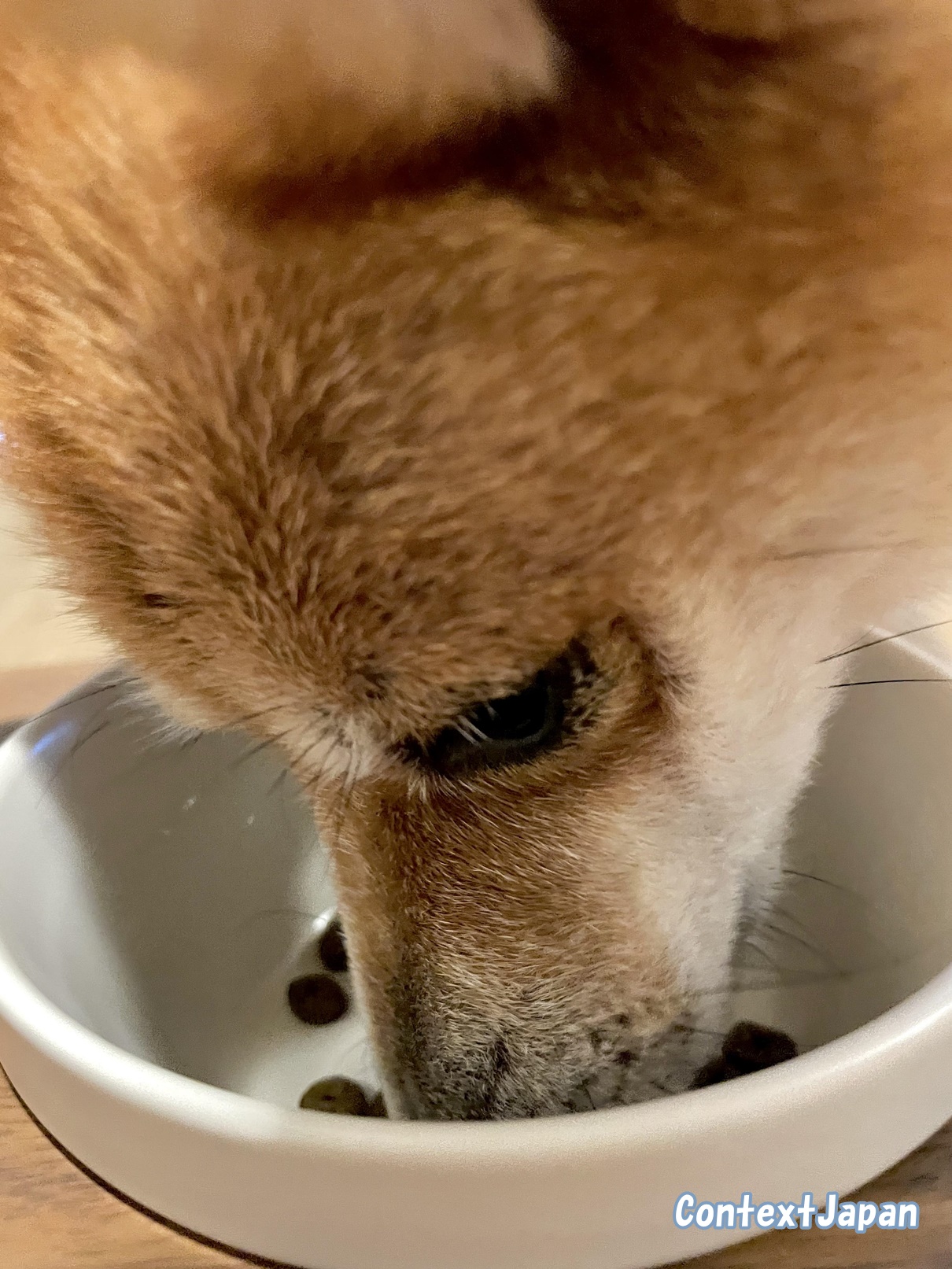 レティシアン「モグワン」体験談・口コミ