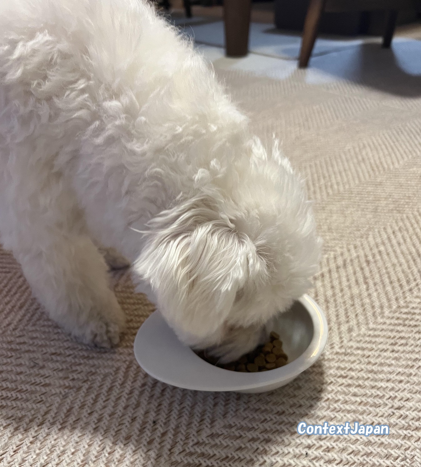 コノコトトモニ「このこのごはん」を食べるワンチャン