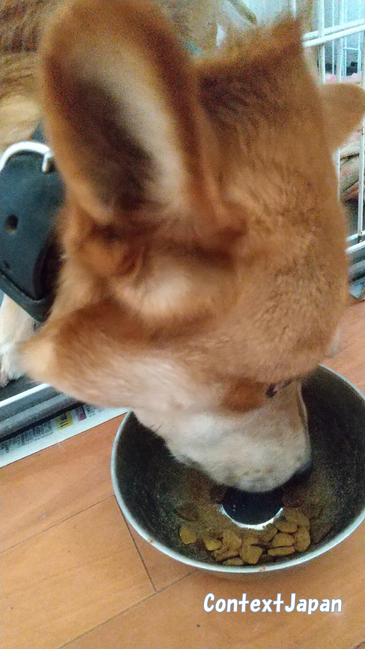 ピュリナワン「ほぐし粒入り成犬用チキン」を食べる犬