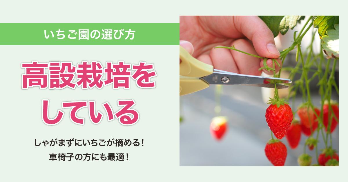 高設栽培をしている