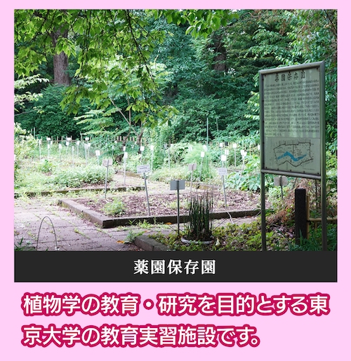 小石川植物園