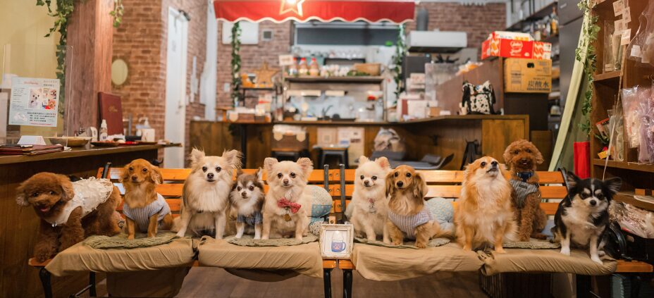 ドッグカフェわんすた