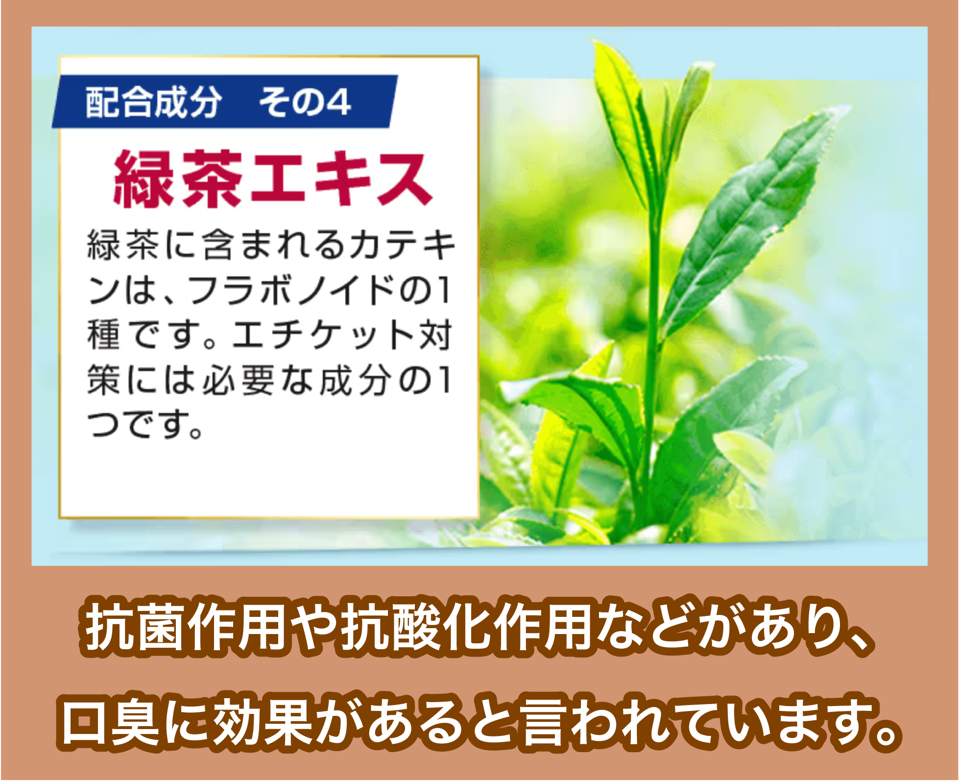 緑茶エキスの効果