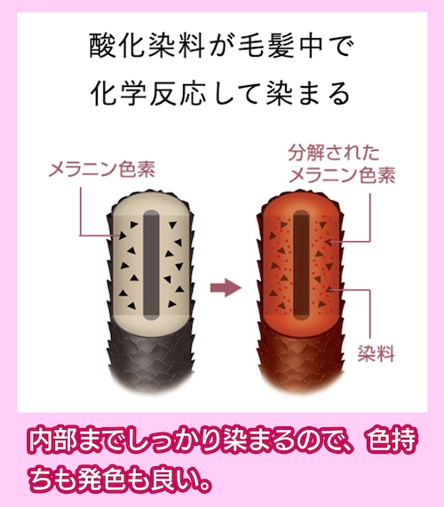 ヘアカラー 染色のメカニズム