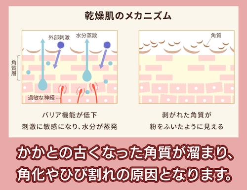 興和株式会社 肌が乾燥するメカニズム